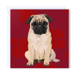 Birthday Card pug with a droopy little face